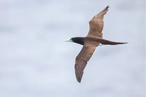 Seabird In Flight Drucke: Brown Booby, Sula leucogaster plotus