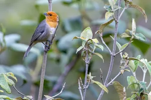 Wild Animal Photography Peru Drucke: Brown-flanked Tanager
