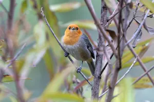 Wild Animal Photography Peru Drucke: Brown-flanked Tanager