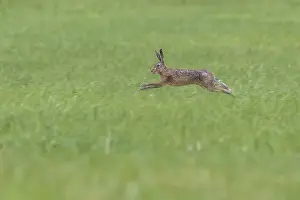 Brown Hare Drucke: Brown Hare