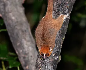 Madagascar Mammals Drucke: Brown Mouse Lemur, Microcebus rufus