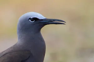 Bräunlicher Noddy