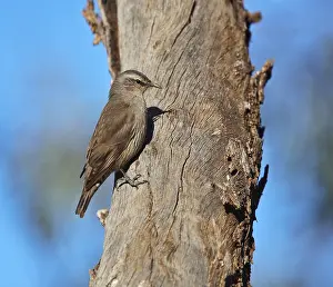 Pacific Nature Photography Drucke: Brown Treecreeper, Climacteris picumnus