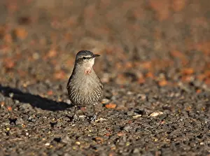 Pacific Nature Photography Drucke: Brown Treecreeper, Climacteris picumnus