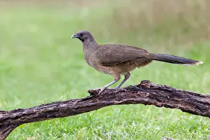 Bilder Datiert 22. Februar 2014: Bruine Chachalaca, Plain Chachalaca, Ortalis vetula