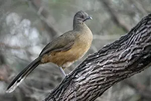 Bruine Chachalaca, Plain Chachalaca, Ortalis vetula
