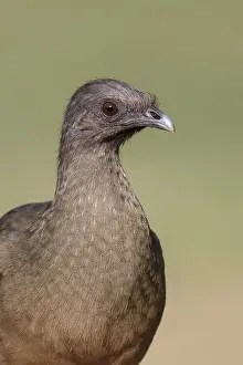 Bruine Chachalaca, Plain Chachalaca, Ortalis vetula