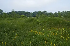 Brunssummerheide, Niederlande