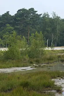 Brunssummerheide, Niederlande
