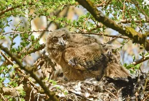 Eurasian Eagle Owl Drucke: Bubo bubo