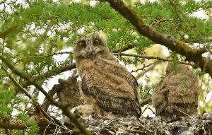 Eurasian Eagle Owl Drucke: Bubo bubo