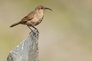 Argentina Bird Species Drucke: Buff-breasted Earthcreeper, Upucerthia validirostris