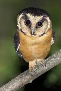 Argentina Nature Photography Drucke: Buff-fronted Owl, Aegolius harrisii