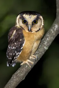 Argentina Nature Photography Drucke: Buff-fronted Owl, Aegolius harrisii