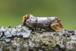 European Moths Drucke: Buff-tip; Phalera bucephala