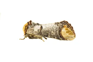 Gerahmter Druck : Fleckenstern; Phalera bucephala