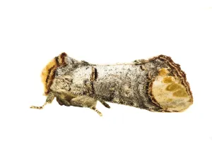 European Moths Drucke: Buff-tip; Phalera bucephala