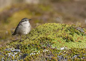 Bilder vom 7. März 2006: Schwanzflügel-Cinclodes, Cinclodes fuscus