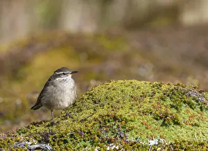 Wildlife In South America Drucke: Buff-winged cinclodes, Cinclodes fuscus