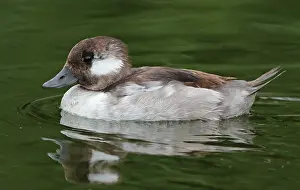 Bilder Datiert 19. Juni 2021: Bufflehead, Bucephala albeola