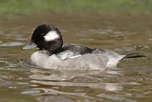 Gerahmter Druck : Bufflehead, Bucephala albeola Gerahmter Druck : Bufflehead, Bucephala albeola