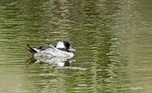 Male Waterfowl Drucke: Bufflehead, Bucephala albeola