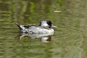 Male Waterfowl Drucke: Bufflehead, Bucephala albeola