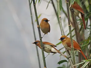 Southeast Asian Birds Drucke: Buffy Laughingthrush