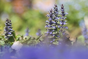 Blue Flowering Plants Europe Drucke: Bugle, Ajuga reptans
