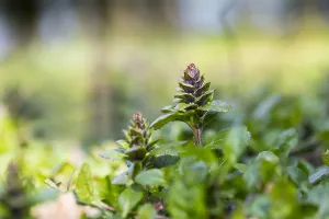 Ajuga Reptans Drucke: Bugle, Ajuga reptans