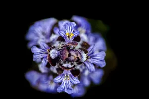 Ajuga Reptans Drucke: Bugle, Ajuga reptans