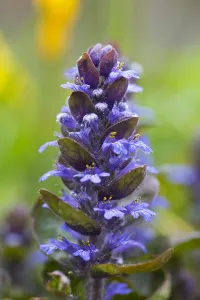 Ajuga Reptans Drucke: Bugle, Ajuga reptans