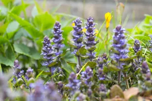 Blue Flowering Plants Europe Drucke: Bugle, Ajuga reptans