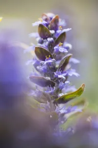 Ajuga Reptans Drucke: Bugle, Ajuga reptans