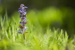 Ajuga Reptans Drucke: Bugle, Ajuga reptans