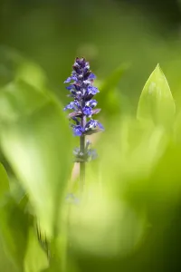 Blue Flowering Plants Europe Drucke: Bugle, Ajuga reptans