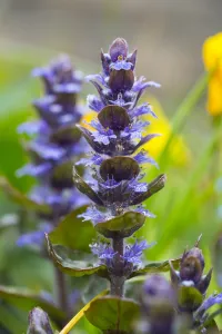 Spring Garden Blooms Drucke: Bugle, Ajuga reptans