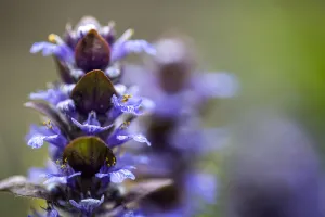 Forest Nature Photography Drucke: Bugle, Ajuga reptans