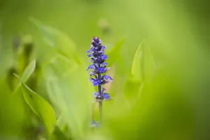 Springtime Garden Flowers Drucke: Bugle, Ajuga reptans