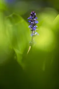 Ajuga Reptans Drucke: Bugle, Ajuga reptans