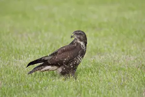 Raptor Wildlife Images Drucke: Buizerd, , Buteo buteo