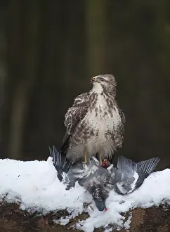 Buteo Buteo Drucke: Buizerd, Buteo buteo, Common buzzard