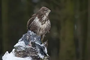 Birds Of Prey Netherlands Drucke: Buizerd, Buteo buteo, Common buzzard