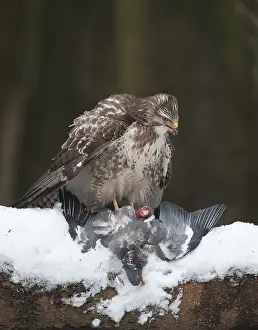 Buteo Buteo Drucke: Buizerd, Buteo buteo, Common buzzard