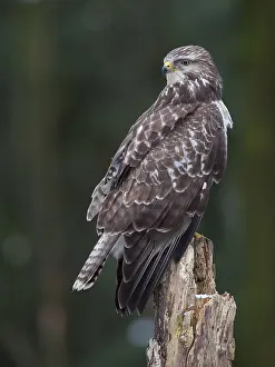 Perched Bird Of Prey Drucke: Buizerd, Buteo buteo, Common buzzard