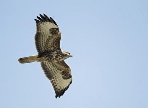 Agami-Bild der Buizerd, Buteo buteo Buizerd in der Flug; Gemeine Bussard im Flug