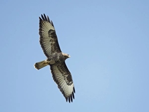 Buteo Buteo Images Drucke: Buizerd, Common Buzzard, Buteo buteo