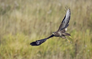 Buteo Buteo Images Drucke: Buizerd, Common Buzzard, Buteo buteo