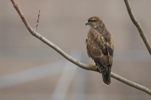 Buteo Buteo Images Drucke: Buizerd; Common Buzzard; Buteo buteo