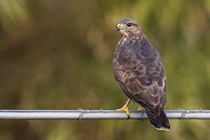 European Raptor Birds Drucke: Buizerd; Common Buzzard; Buteo buteo